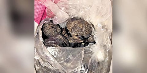 Country-made bomb detonated on the railway tracks when a stray dog bit into it. (Representative image)