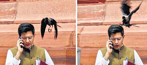 MLA Raghav Chadha. (Photo | Special arrangement)