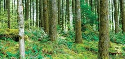 ‘New Act may spell end for protected groves in Aravallis’