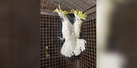 Yellow-crested cockatoos