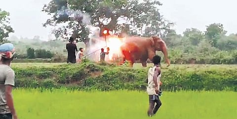 Screenshot of the video showing fireballs being thrown on an elephant | Express
