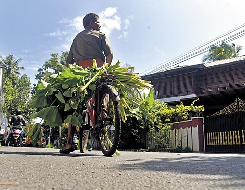 Colocasia leaves are highly sought-after during Karkidakam for its health benefits