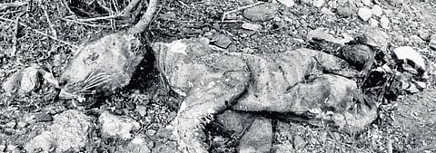 The carcass of the five-year-old male tiger recovered in Satyamangalam | Express