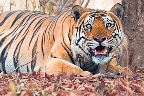 Livestock loss compensation delay hurts Chenchus in Telangana