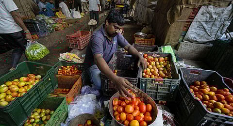 Representational Image: A vendor sorts tomatoes at Azadpur Mandi, in New Delhi, Wednesday, July 12, 2023. (Photo | PTI)