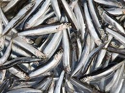 Image used for representational purpose.