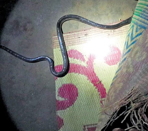 3-year-old Balmuri Eashwari has been a snake-bite victim twice. On July 23, she passed away while being taken to a PHC after a Russels Viper bit her