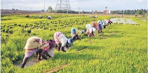 The government has shown interest in the idea based on a petition filed by Tamil Nadu Plot Promoters Association.