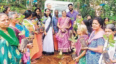 The responsibility of the families is to take care of the saplings.