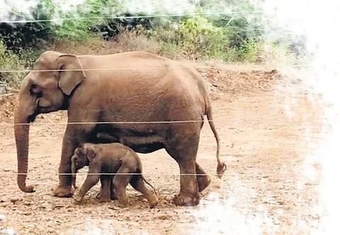 TN powers ahead to save wild elephants from getting electrocuted