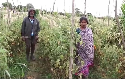 Miscreants swiftly plucked the tomato crop, loaded up the vehicle and drove away. With prices touching Rs 110-150, the humble tomato is now a prized possession.