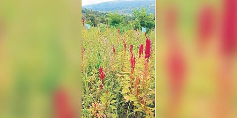 Millets cultivated in Attappadi