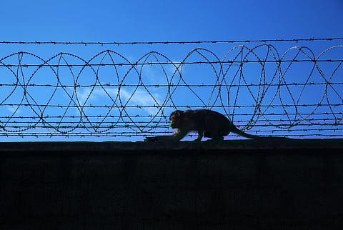 Image used for representational purpose. (Photo | Sunish P Surendran)