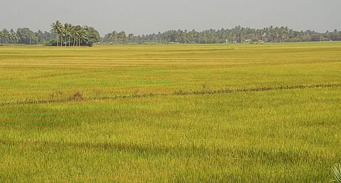 Representational image of Kuruvai crop cultivation area. (File photo | EPS)