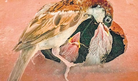 For representational purposes