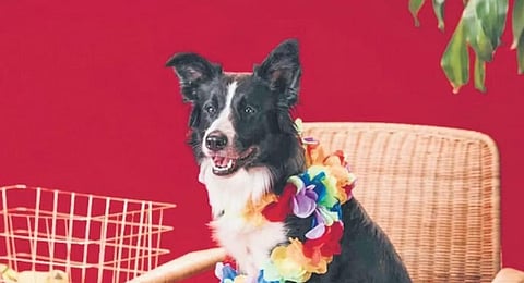 Unveiling the ethical dilemmas