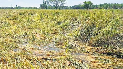 Kuruvai crops that were flattened in the unseasonal rain in Mayiladuthurai | Express