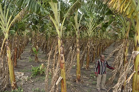 Farmers have urged the district horticulture department to take immediate preventive measures to save the crops.