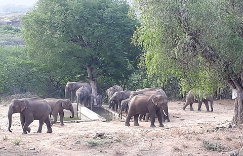 According to Naidu, the centre would be similar to the elephant camp functioning in Theppakadu in Nilgiris district.