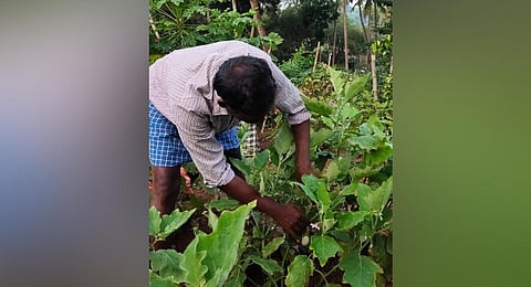 An inmate at Shradha Care Home run by the Thiruvananthapuram district panchayat tending to the vegetable garden he and his colleagues set up at Venjarammoodu in Thiruvananthapuram.