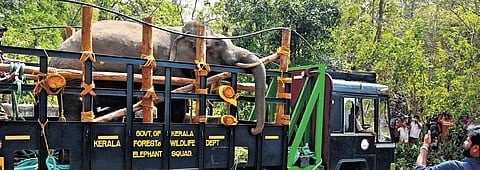 Arikomban of Chinnakkanal in Idukki, PT 7 of Mundur, later renamed Dhoni, and Peelandi Chandru of Attappadi (both in Palakkad) – shot to fame.