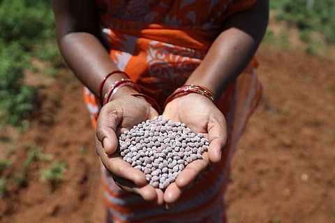 Swapna shows a handful of grains cultivated at her three-acre farmland at Mulakalapalli in Yadagirigutta district. (Photo | Sri Logonathan Velmurugan)