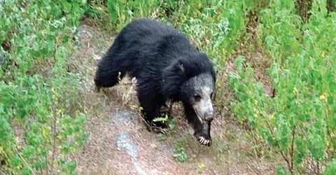 For representational purposes