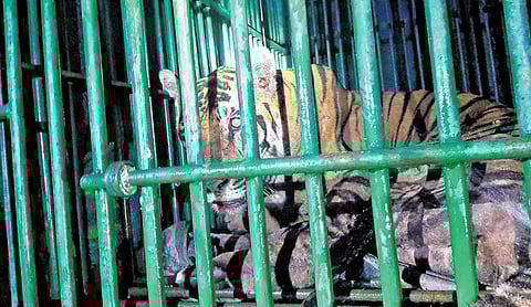 Image of the Tiger used for representational purpose.