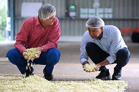 Thierry Wasser (L), a perfumer at French beauty house Guerlain and Raja Palaniswamy, a director at the Jasmine Concrete Exports Private Limited, examine jasmine flowers. (Photo | AFP)
