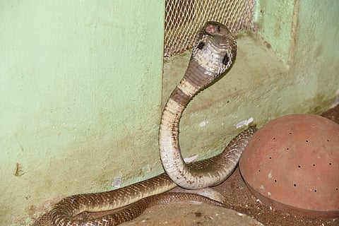 Image of a cobra used for representational purposes (File Photo | EPS)