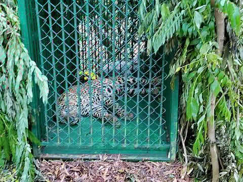 The leopard captured in Tirumala on August 16, 2023. (Express)