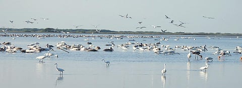 Spot-billed pelicans spotted in droves at Kodiyakarai | Express