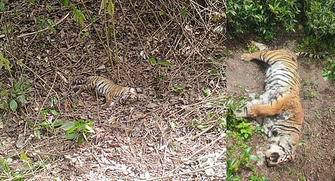 One of the tiger cubs that was found dead at MTR; (inset) The tigress that died following a fight | Express