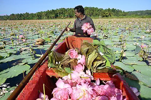 A lot of lotus flowers being ferried by a local farmer, K Madhu, at Vellayani in Thiruvananthapuram. (Photo | Vincent Pulickal)