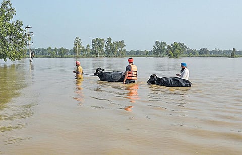 Residents with their livestock shift to a safer place from a flood-affected area as the swollen Beas river inundates near Jalandhar on August 18, 2023. (Photo | PTI)