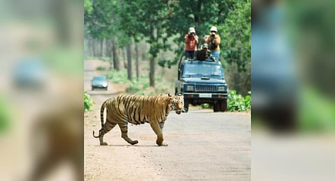 Tadoba Andhari Tiger Reserve (TATR) in Maharashtra's Chandrapur district