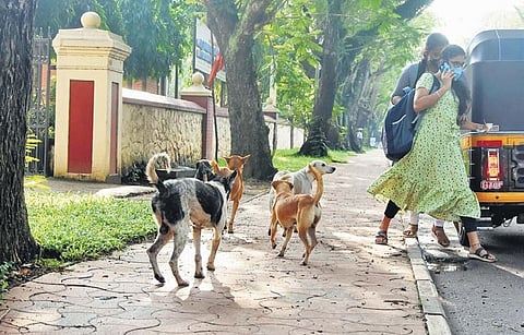 Image used for representational purposes only. (Phooto | Express)