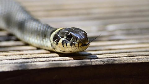 A snake used for representational purposes only