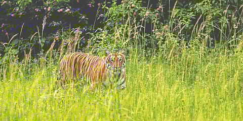 Representational image: Tiger hiding behind a bush at Bandipur Tiger Reserve. (Photo | EPS)