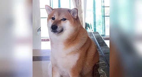 Internet's favorite meme dog Cheems, popularly known as Balltze. (Photo | Cheems Balltze Instagram)