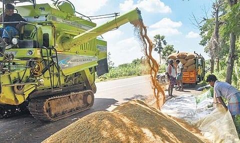 Farmers harvesting paddy near Tiruchy. (Photo | M K Ashok Kumar)