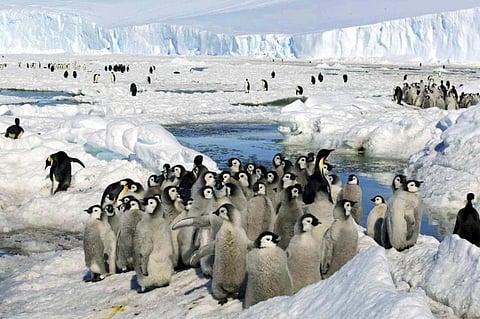 FILE - Emperor penguin chicks stand together in Antarctica on Dec. 21, 2005. (Photo | AP)