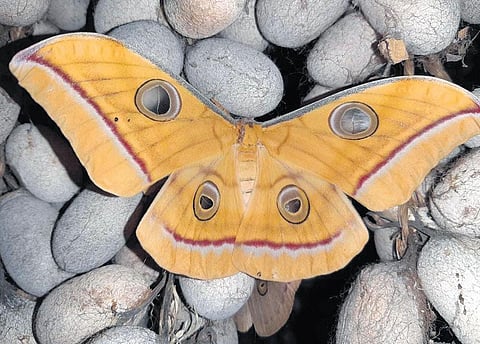 Butterfly that hatched from Eri silk moth