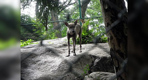 Image used for representational purposes only. (File Photo | EPS)