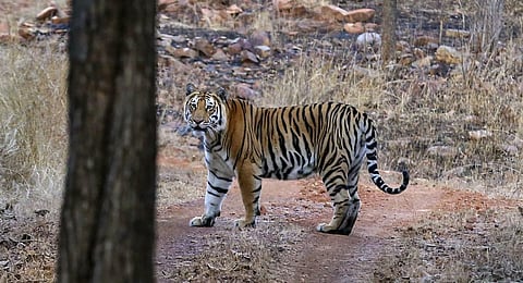 Image used for representational purposes only. (File Photo | PTI)