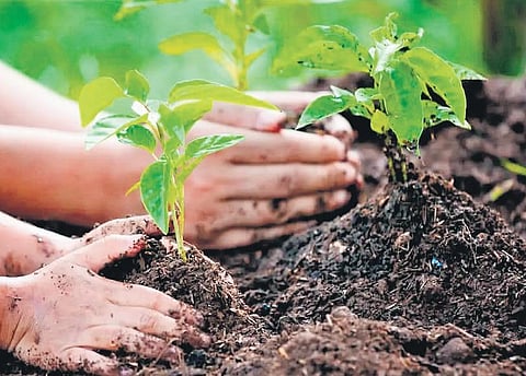 The Delhi government said that Van Mahotsav was started from the IARI Pusa campus on July 9 to give impetus to the tree plantation campaign included in the 14 points of the Summer Action Plan.