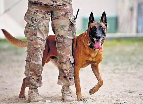 Rehoming these extraordinary dogs by finding them loving homes for adoption where they can enjoy their well-deserved retirement is the least we can do.