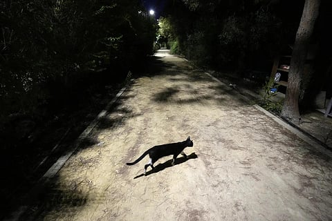 A cat crosses a pedestrian road at the main linear park, in the capital Nicosia, Cyprus on July 19, 2023. (Photo | AP)
