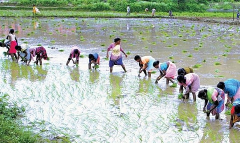 Paddy transplanting activities underway in rain-fed Sundargarh district I EXPRESS