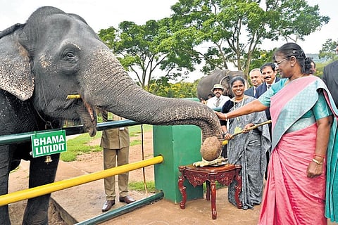 President Droupadi Murmu during her visit to Theppakadu Elephant Camp at Mudumalai Tiger Reserve on Saturday | @rashtrapatibhvn- Twitter